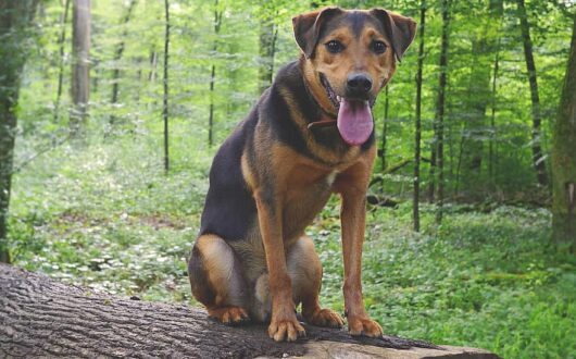 dog-hybrid-mixed-breed-dog-appenzell-mountain-dog-schafer-dog-friendly-pant-male-view