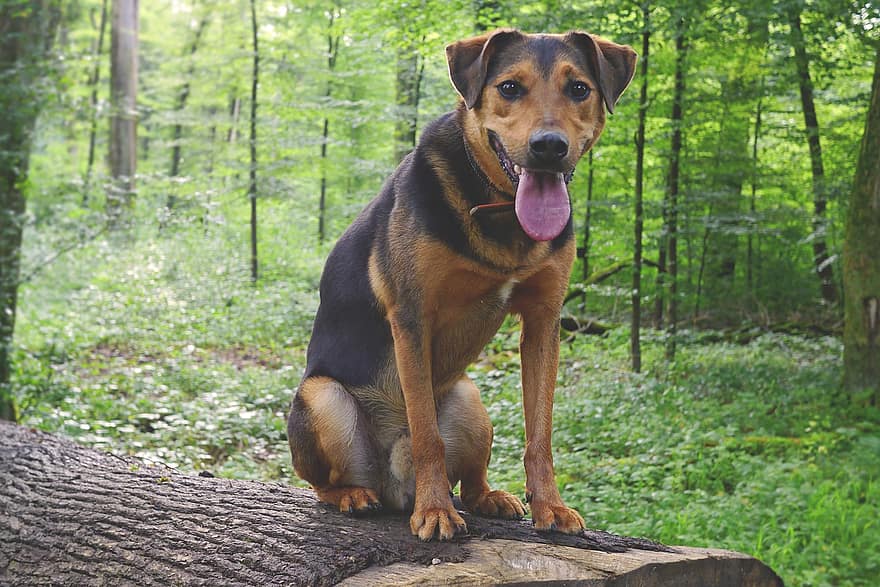 dog-hybrid-mixed-breed-dog-appenzell-mountain-dog-schafer-dog-friendly-pant-male-view